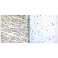 LAMA4 Antibody
