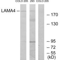 LAMA4 antibody