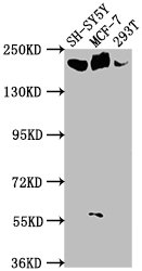LAMA4 Antibody