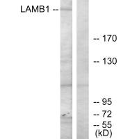 LAMB1 antibody