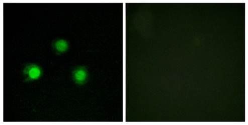 MSH2 Antibody