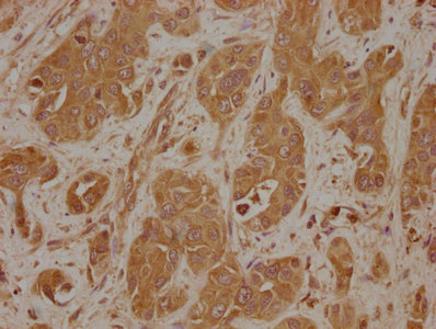 LAMB4 Antibody