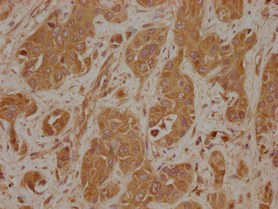 LAMB4 antibody