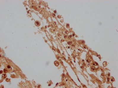 LAMB4 Antibody