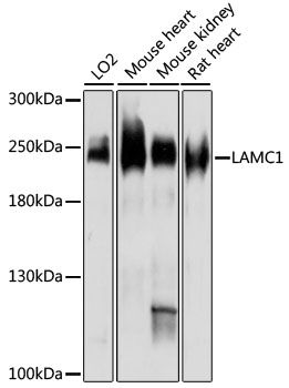LAMC1 antibody