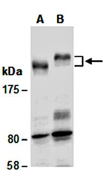 LAMC1 (C) Antibody, Rabbit Polyclonal