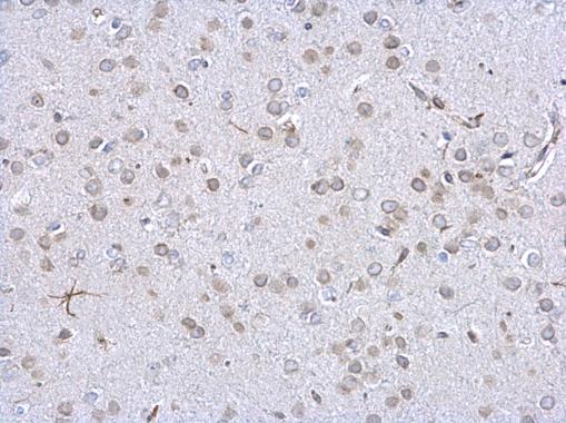 Lamin A + C antibody