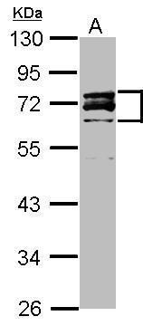 Lamin A + C antibody