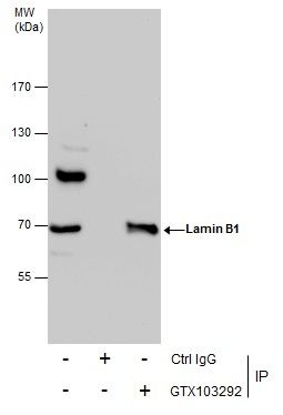 lamin B1 Antibody