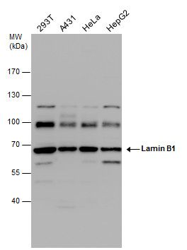lamin B1 Antibody