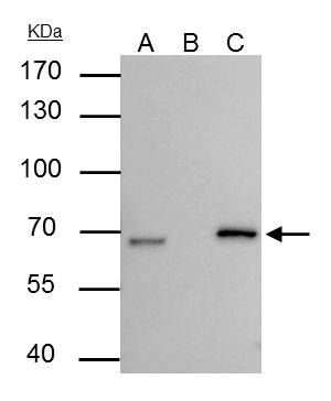 Lamin B2 antibody [N3C2], Internal