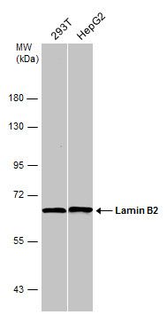 Lamin B2 antibody [N3C2], Internal