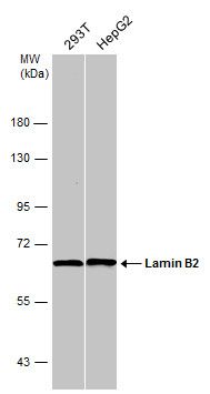 Lamin B2 antibody