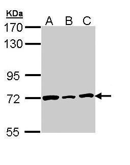 Lamin B2 antibody [N3C2], Internal