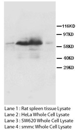Anti-Lamin A + C/LMNA Antibody