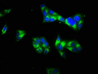 LAMC1 Antibody