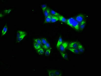 Laminin subunit gamma-1 antibody