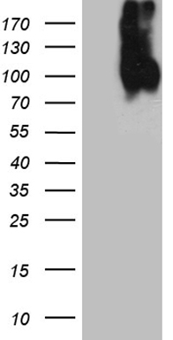 LAMP1 Antibody