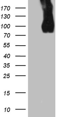 LAMP1 Antibody