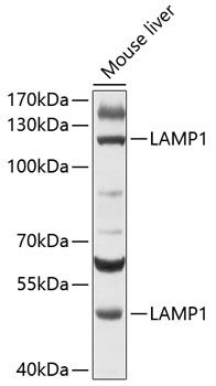 LAMP1 antibody
