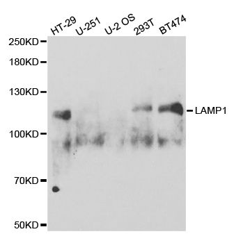 LAMP1 Antibody