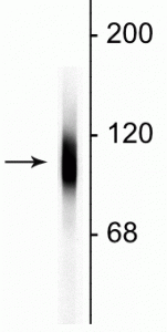 LAMP1 Antibody