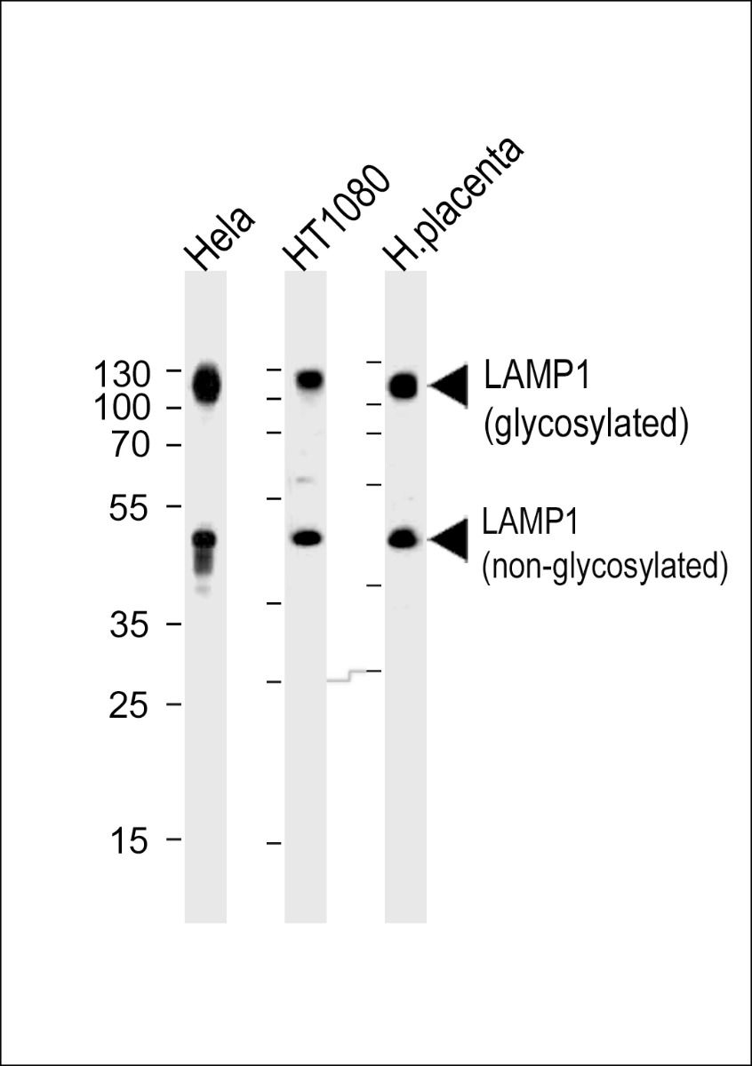 LAMP1 antibody