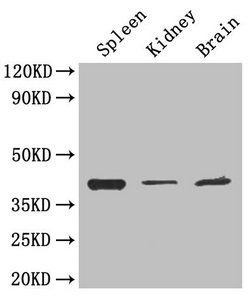 LAMP2 antibody