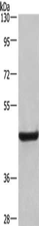 LAMP2 antibody