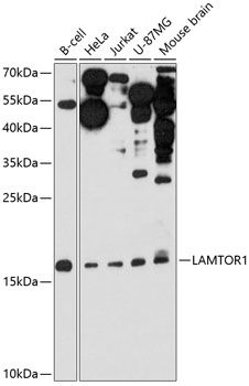 LAMTOR1 antibody