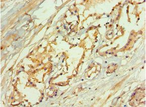 LAMTOR3 Antibody
