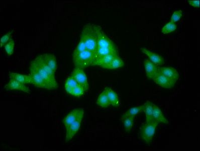 LANCL2 Antibody