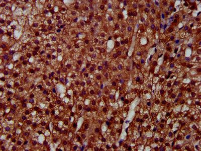 LAPTM4A Antibody