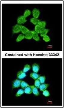 LARS2 antibody [N2C1], Internal