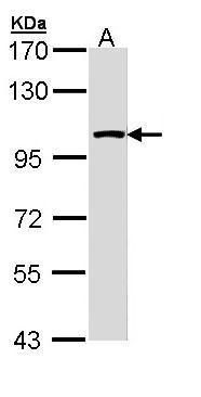 LARS2 antibody [N2C1], Internal