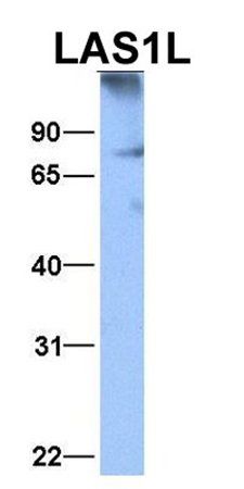 LAS1L antibody