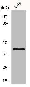 LAT Antibody
