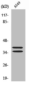 LAT Antibody