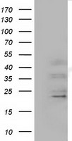SLC7A8 Antibody