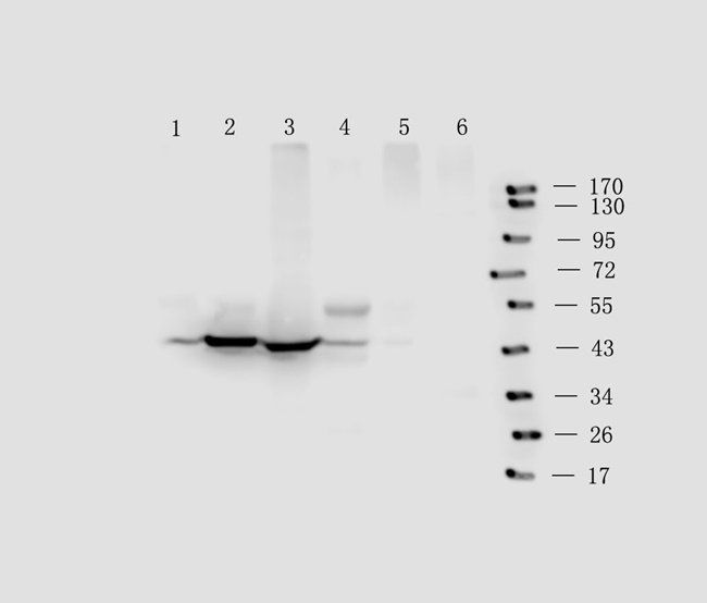 LAT4 antibody