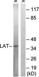 LAT (Ab-161) Antibody