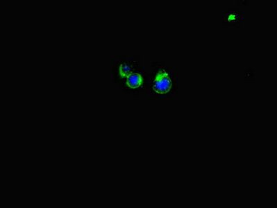 LATS1 Antibody