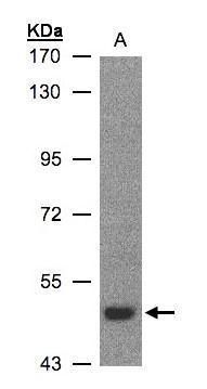 LBP Rabbit Polyclonal Antibody
