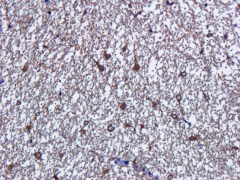 LC3 antibody