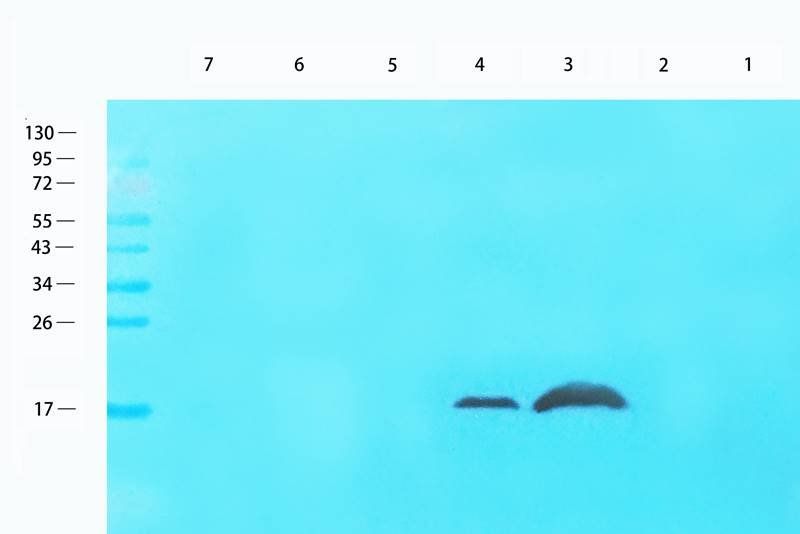 LC3 antibody