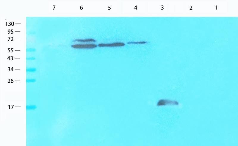 LC3 antibody