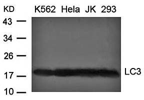 LC3 antibody