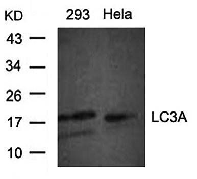 LC3A Antibody