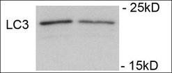 LC3C (phospho-Ser12) antibody