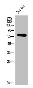 LCK Antibody